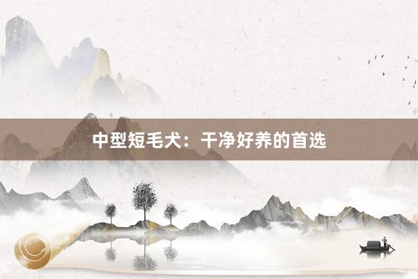中型短毛犬：干净好养的首选